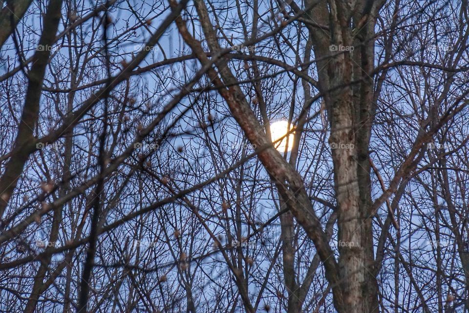 Moon through trees at night
