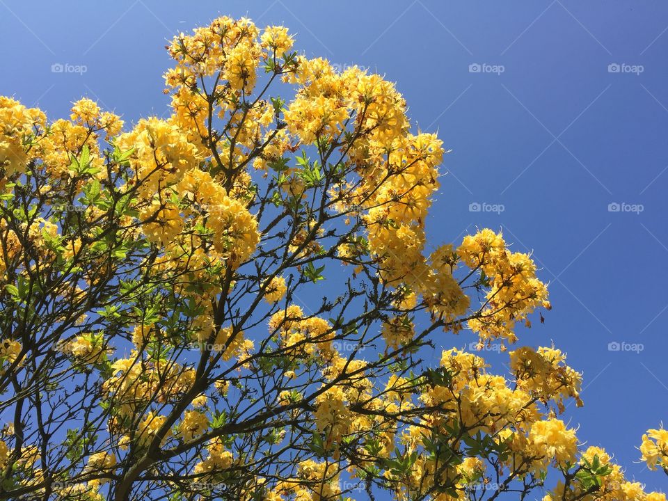 Low angle view of yellow flower