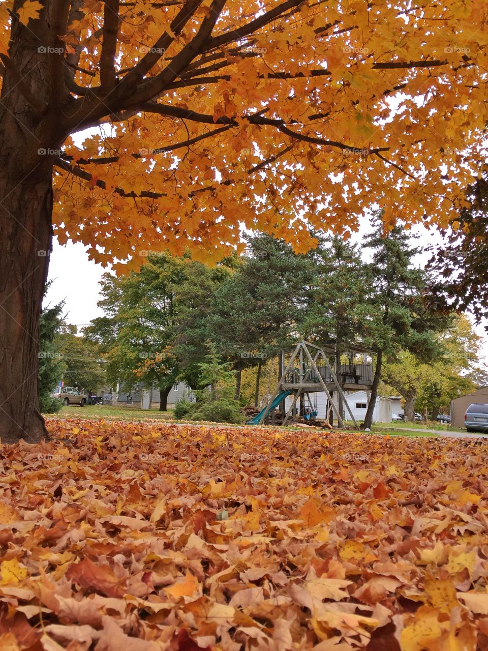 So many leaves . Pretty fall day 