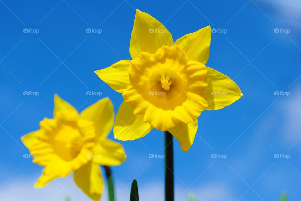 Yellow daffodils against a blue sky