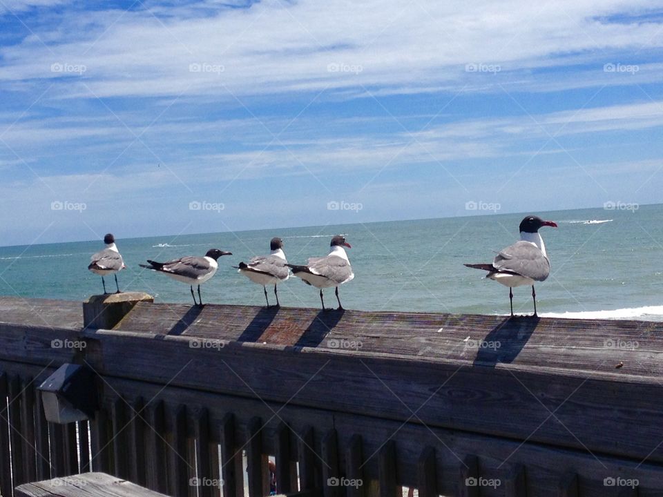 Seagulls on display 
