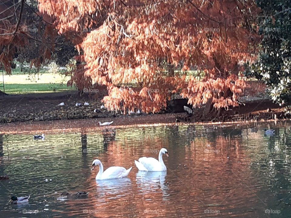 swans in the pond at the park