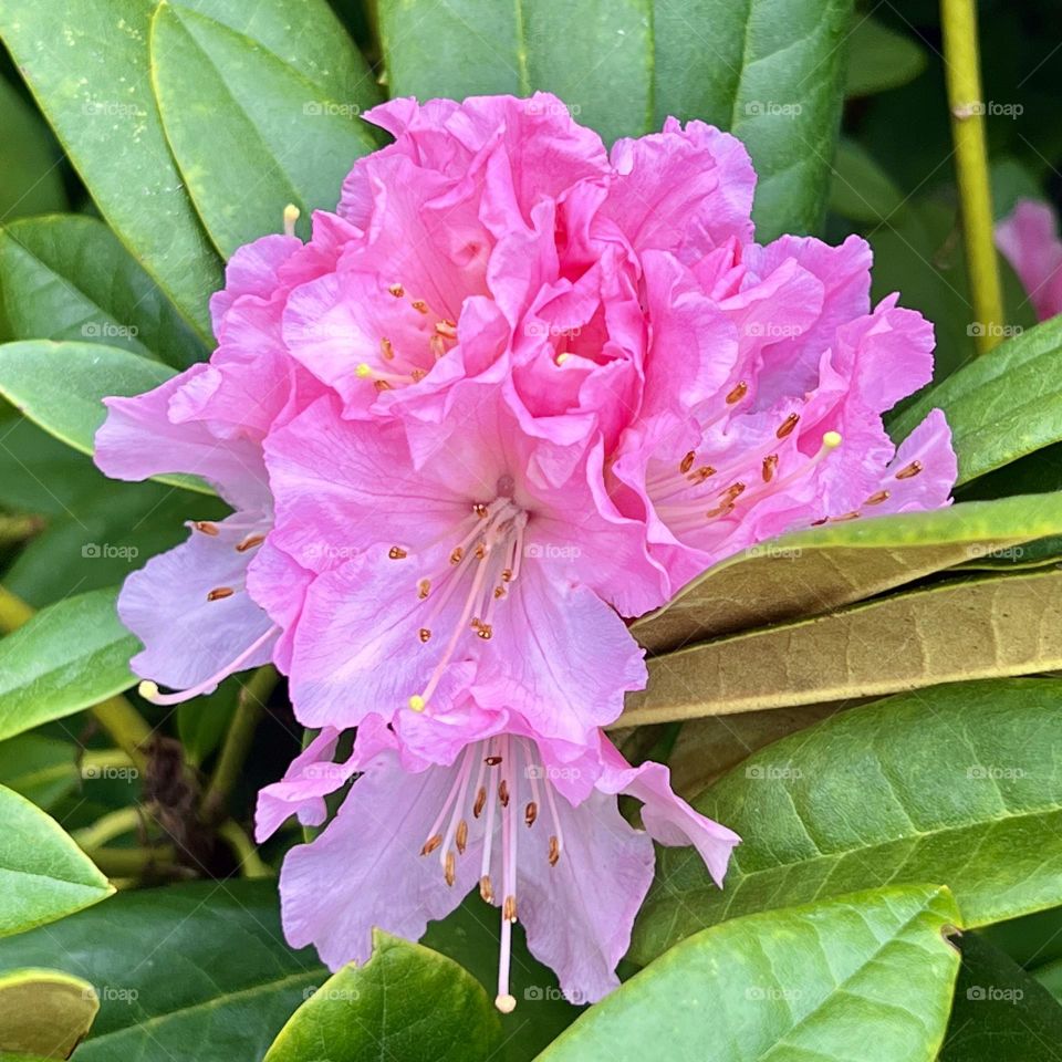 Pink flower cluster bloom