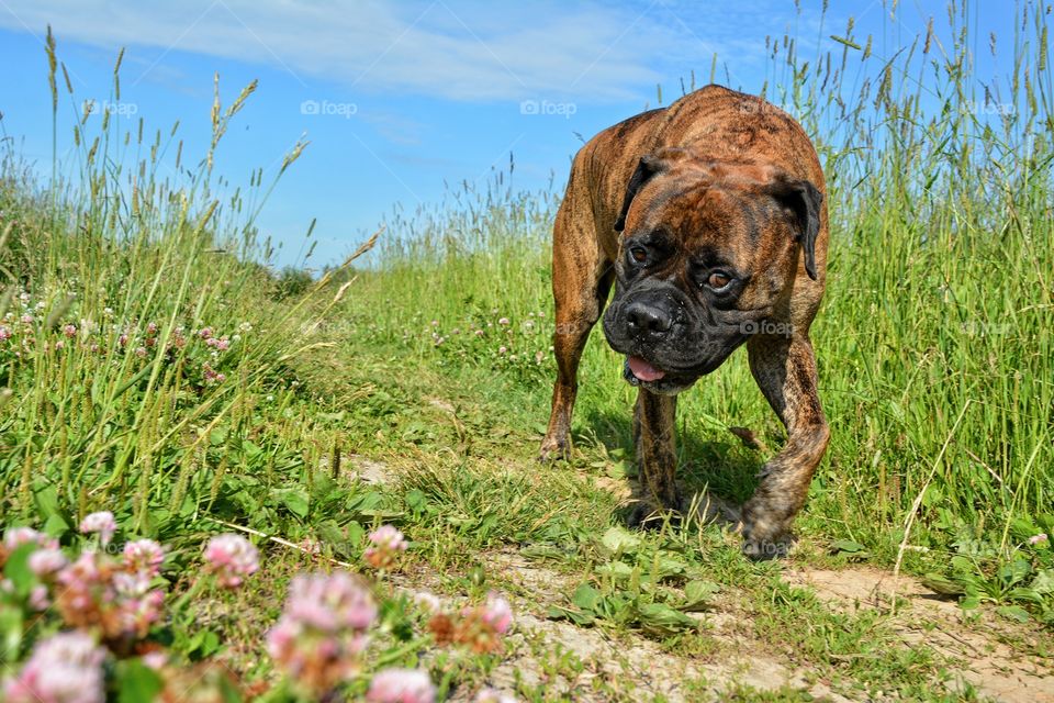 Grass, Nature, Hayfield, Animal, Field