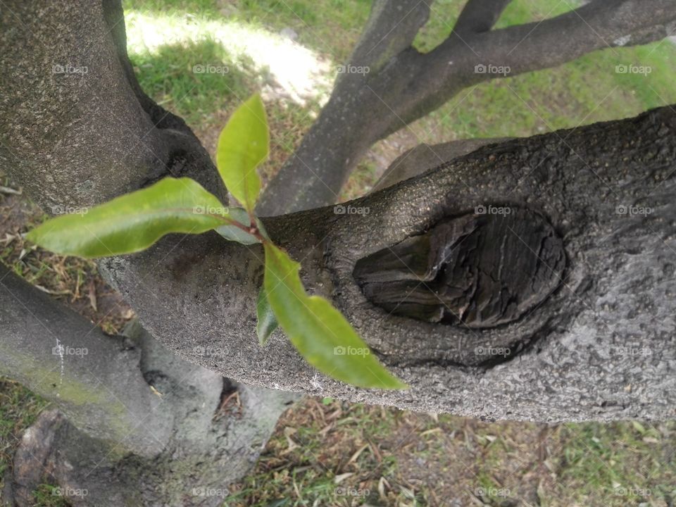 un tronco de un árbol espectacular