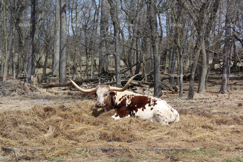 A beautiful longhorn sitting by a round enjoying himself in the breeze with trees swaying behind him.