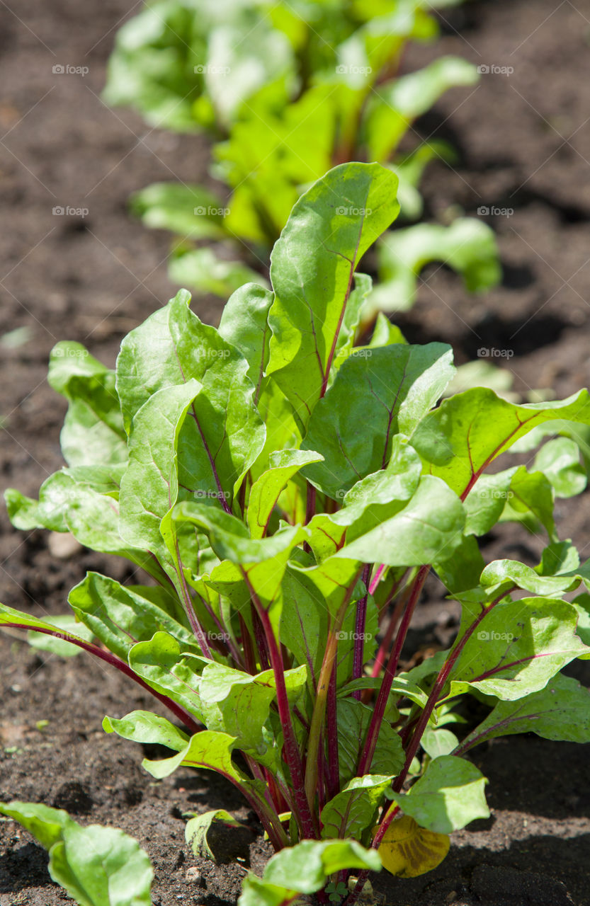 Young beetroots