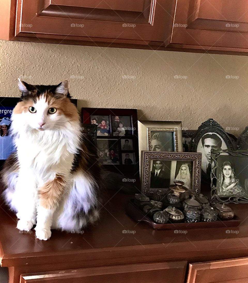 Kitty is as pretty as a picture 