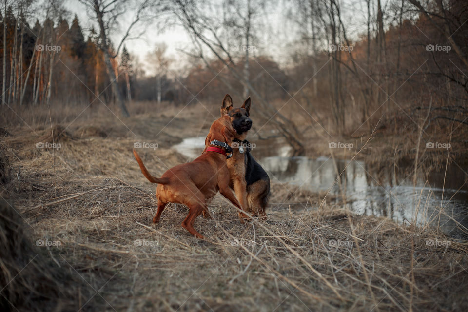 German shepherd young male dog and Hungarian vizsla playing outdoor at spring evening 