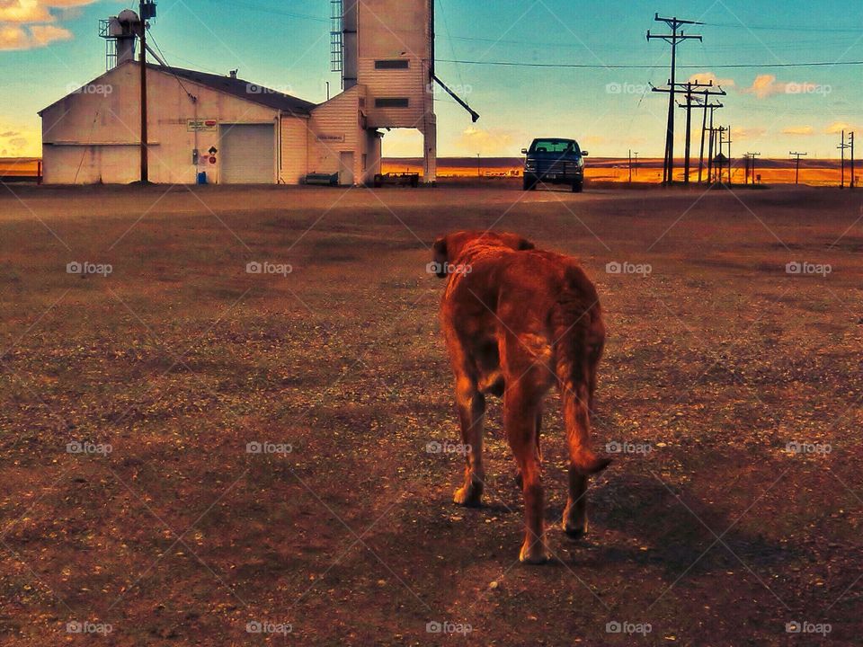 An old, loyal farm pup 