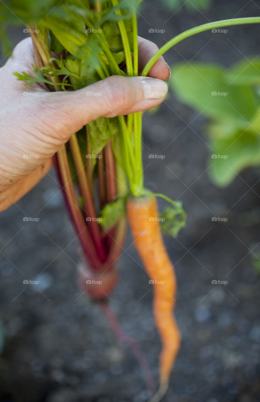 Harvesting Veggies 