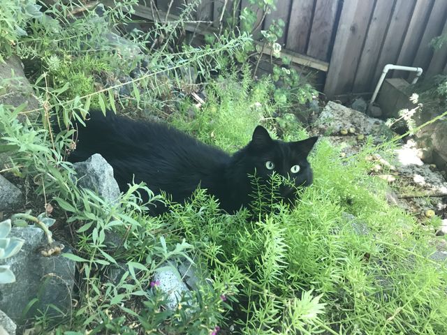 Stealth mode 