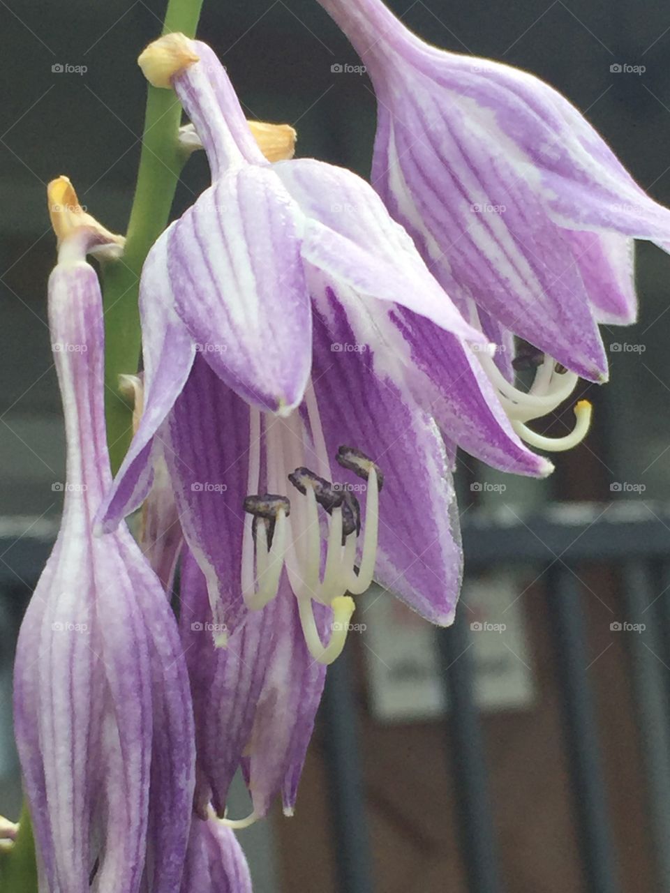 Purple bloom 
