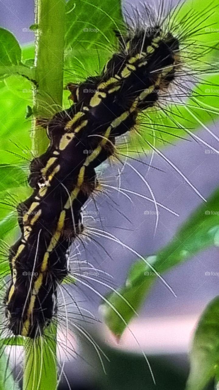 African silk moth