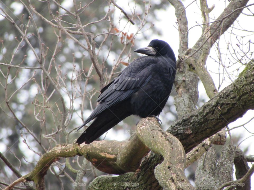 Crow in the city park