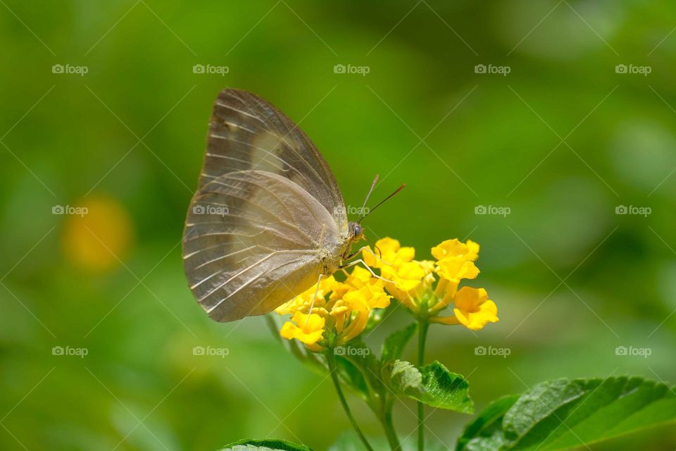 butterfly with yellow flowers