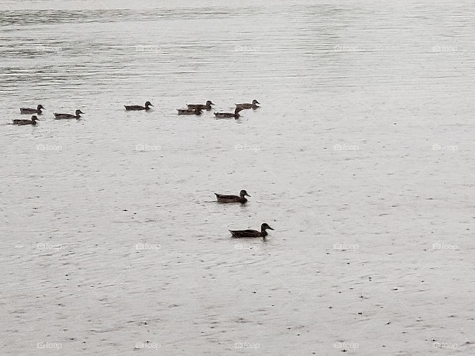 ducks swimming in the rain