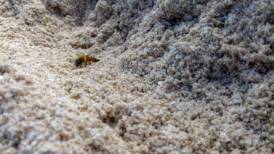 a bee alone in the sand on the beach