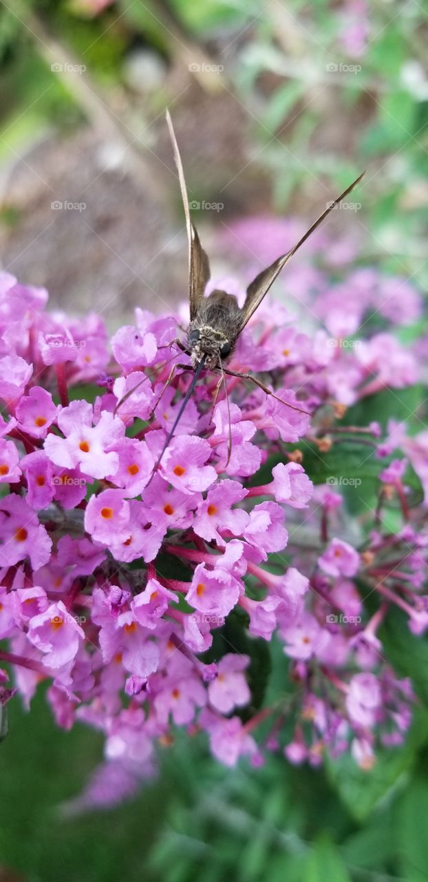 Butterfly and the bush