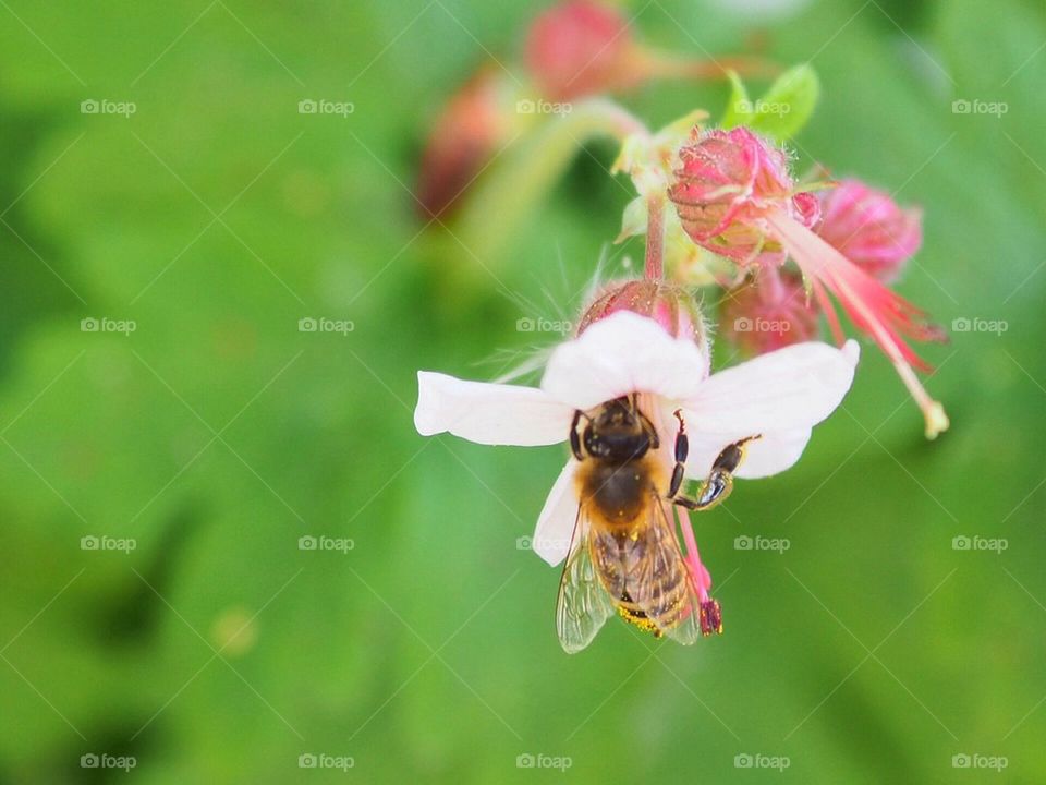 Bee