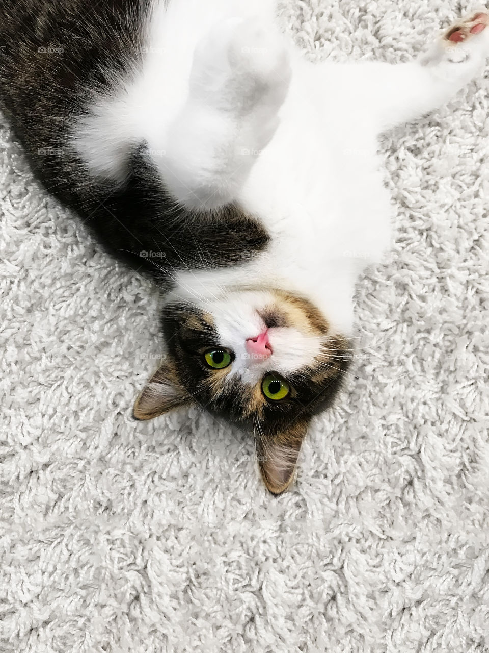 Cute playful cat with green eyes upside down on white furry carpet 