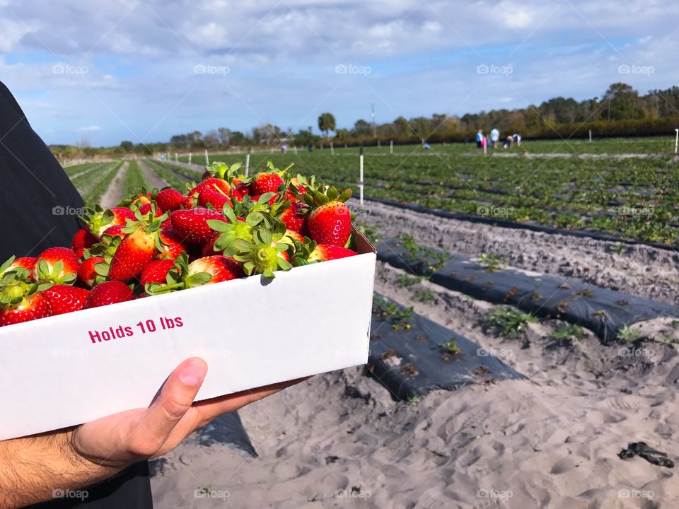 Pick your own Red strawberries from farm
