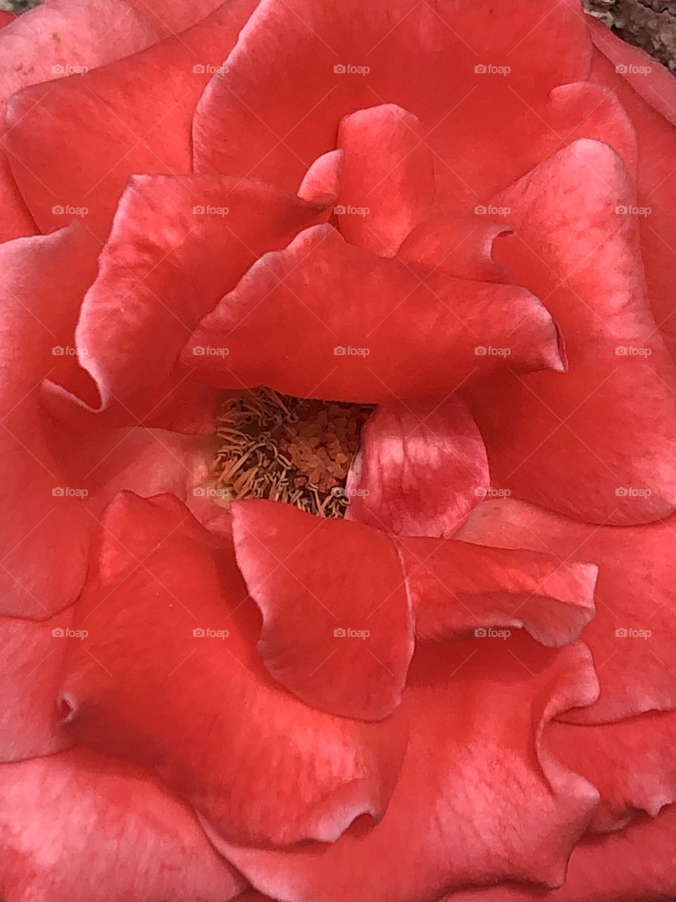 Coral rose