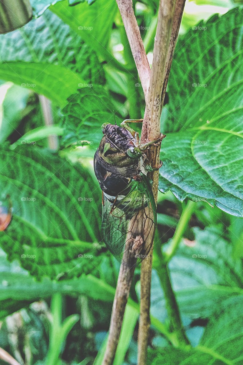 Cicada in my hydrangea...