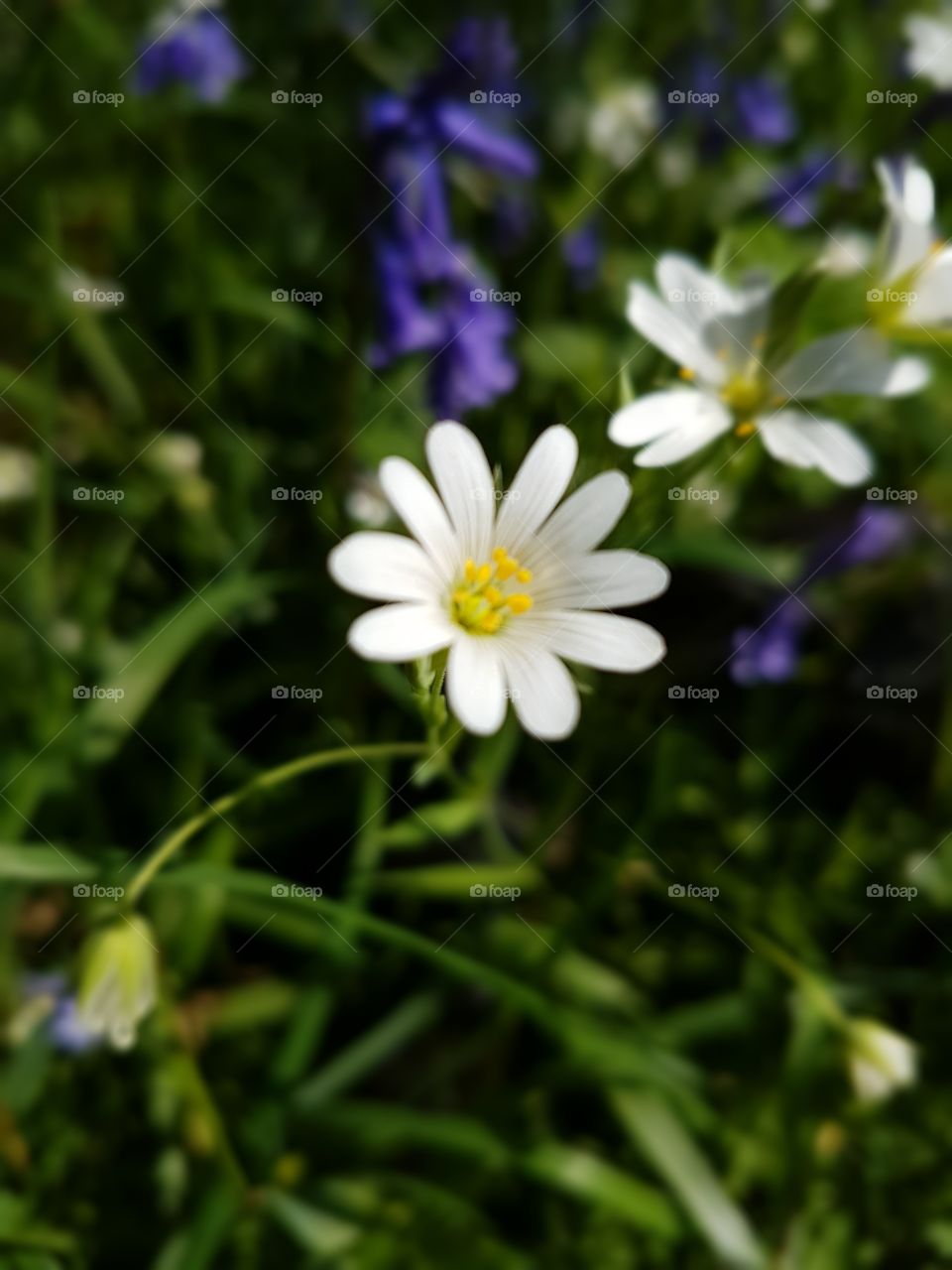 daisy closeup macro spring