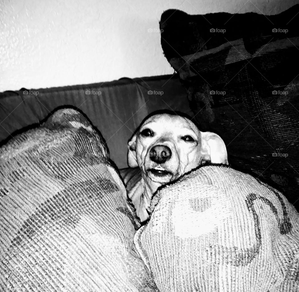 Oscar the Dog in Black & White