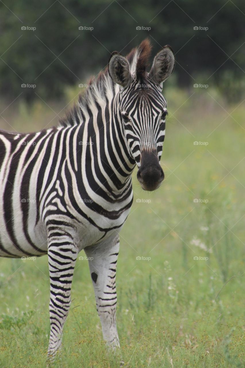 beautiful zebra.