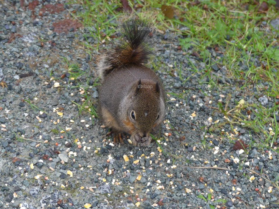 Squirrel 