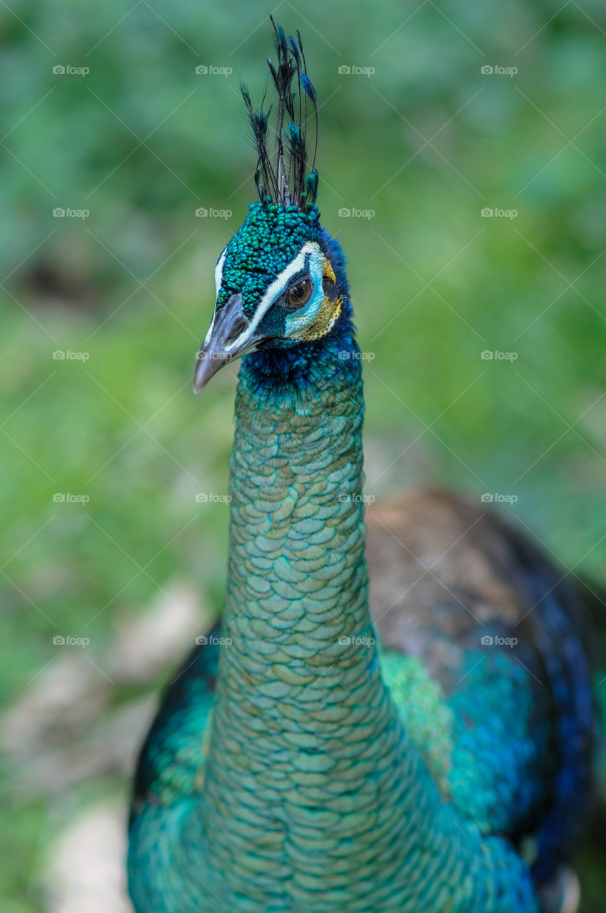 A peacock staring at a zoo in thailand