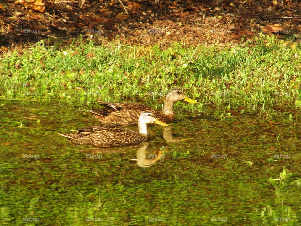Ducks on a pond
