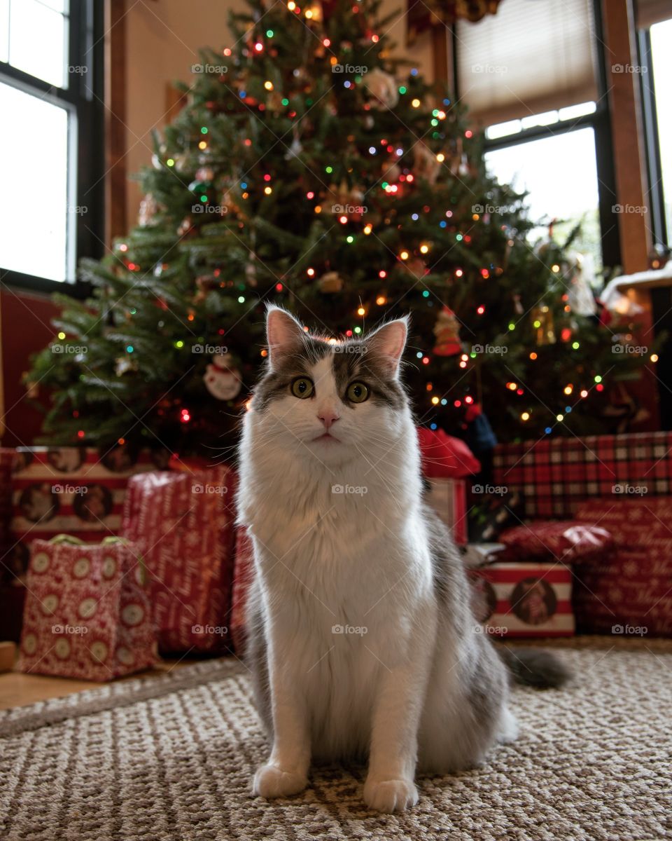 During the holidays, pets still like to be the center of attention