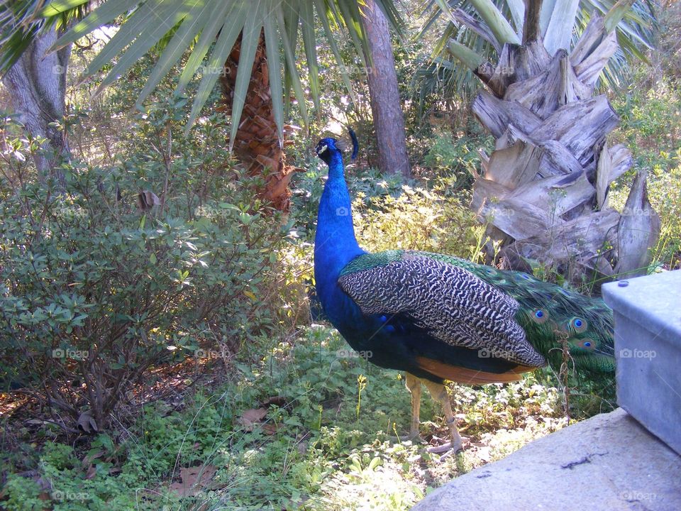 Peacock. This beauty was just hanging out. 