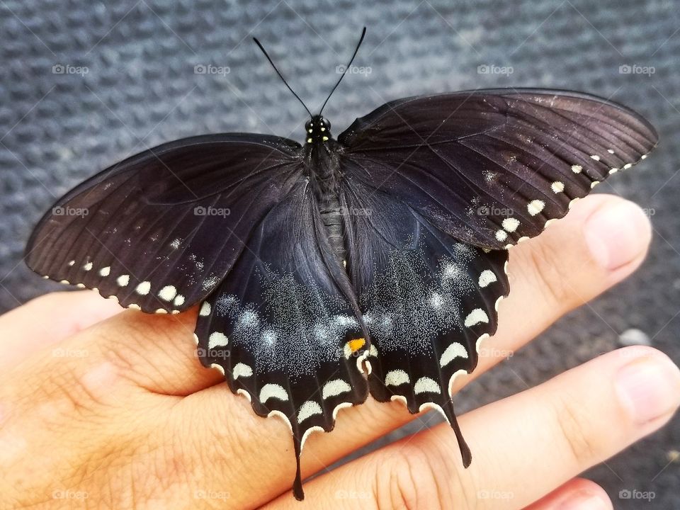 making friends with this beautiful butterfly