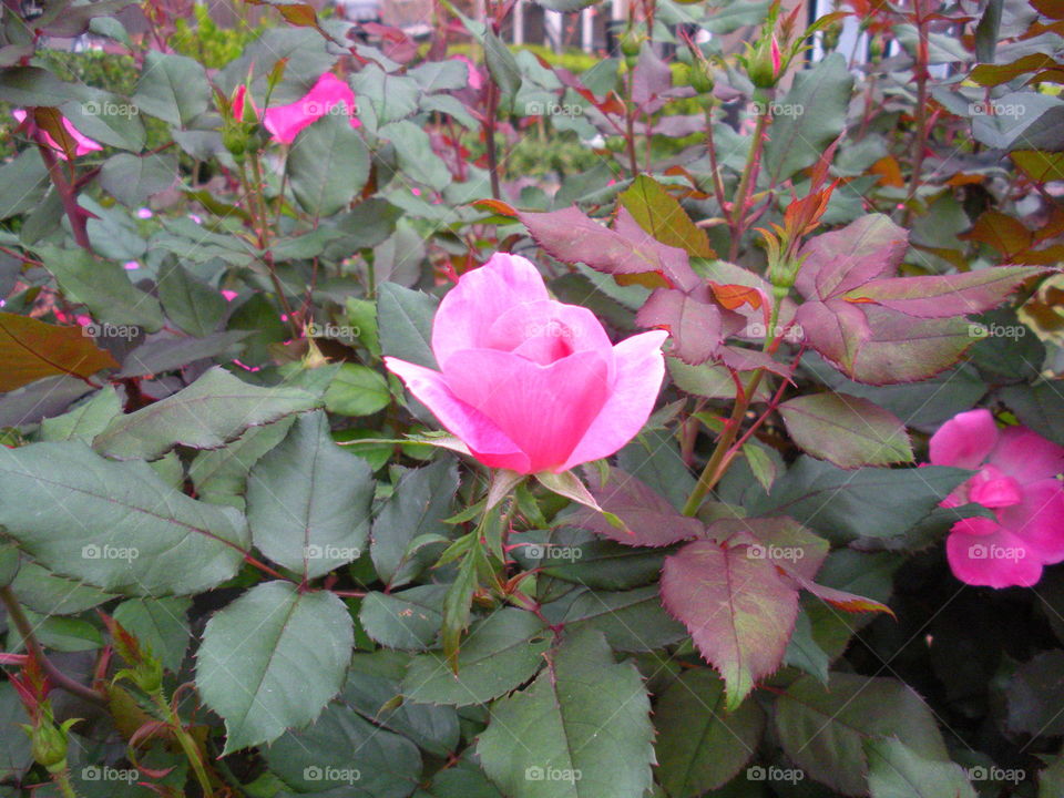 Pink roses on plant