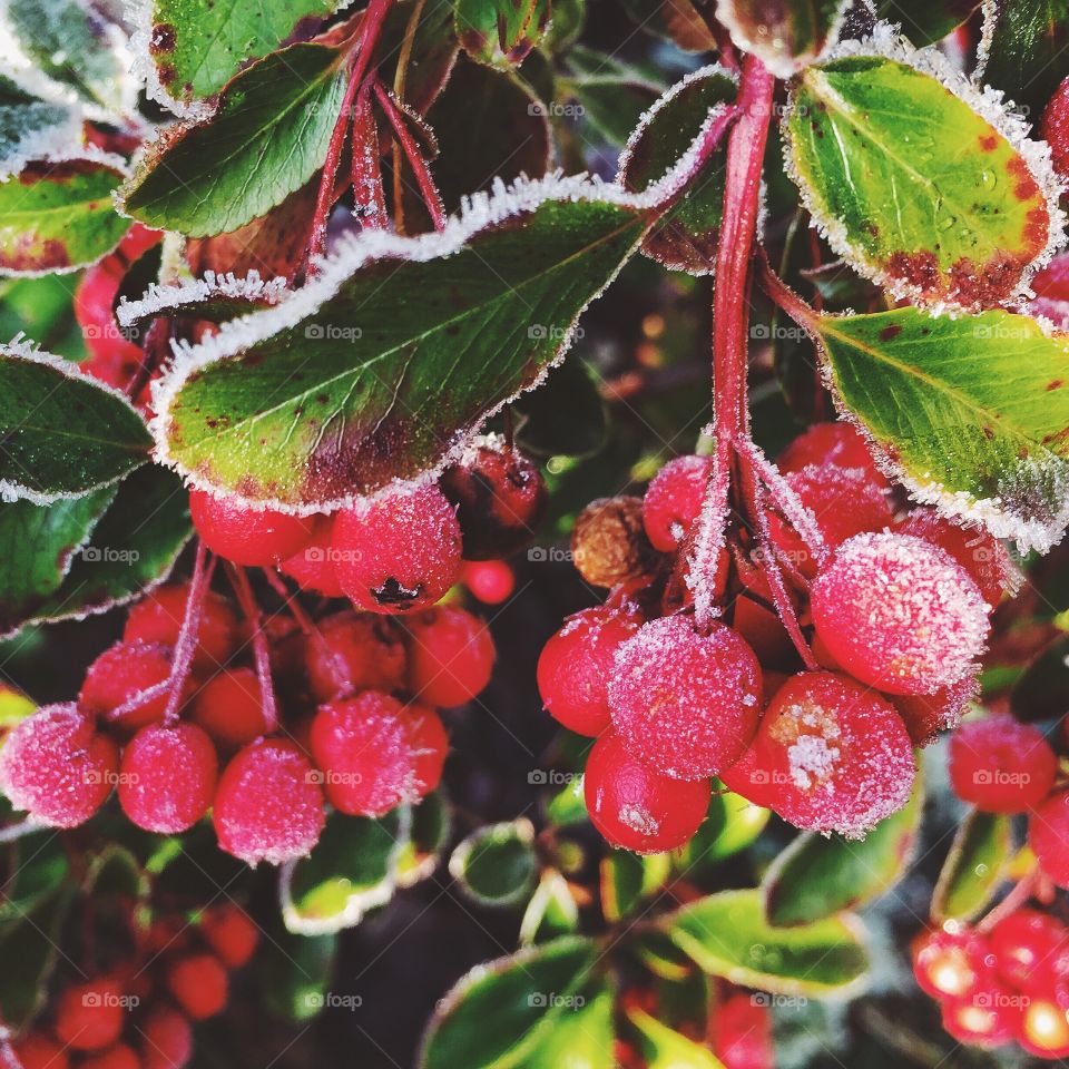Close-up of frost on berry fruit