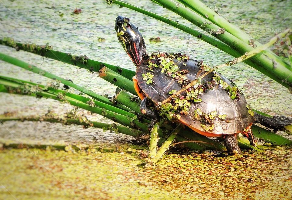 Turtle Boucherville Québec 