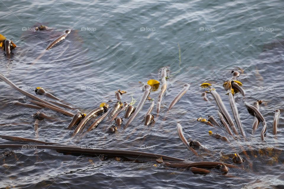 kelp on the ocean surface 