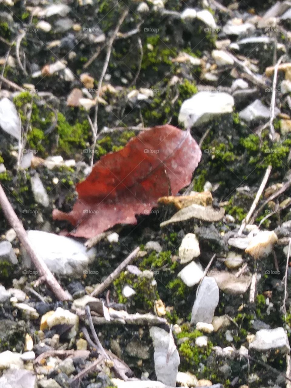 Brown Leaf