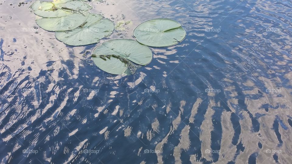 lilies on the water