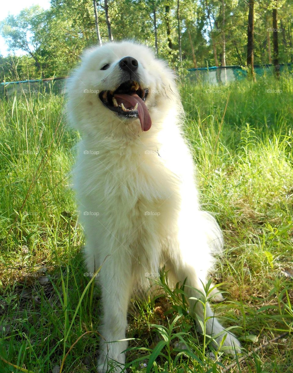 happy white dog smiling