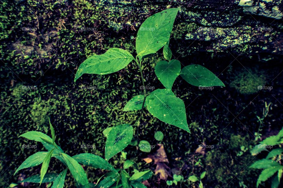 plant growing out of the moss on the side of a rock