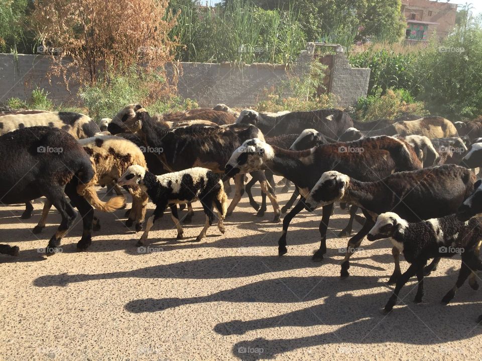 Sheep and goats are walking in the morning 