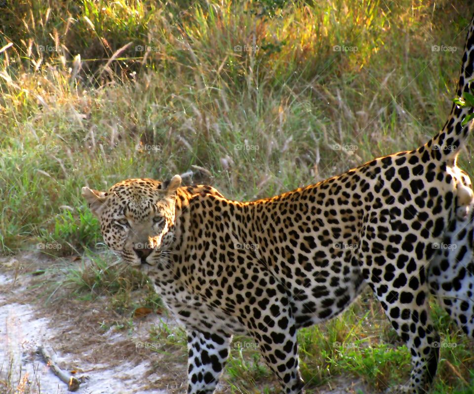 Male leopard marking his territory 