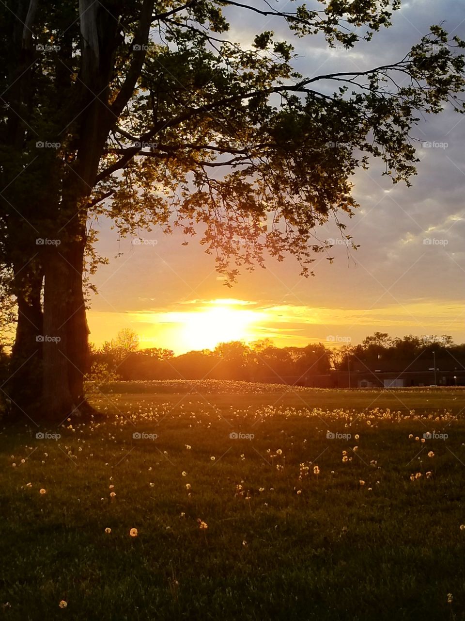 Sunset over a field of Dandelions