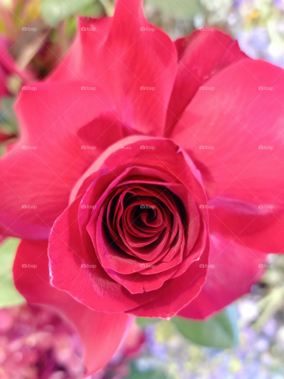 Beautiful red rose