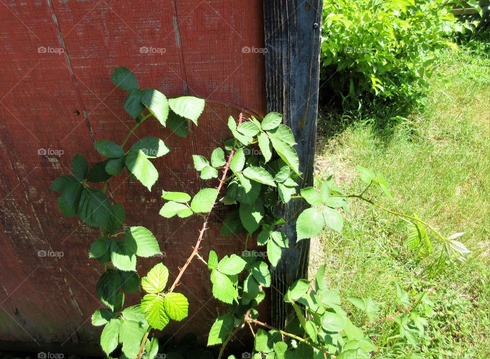 blackberry vines